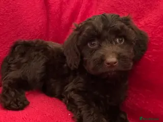 Cockapoo dogs F1 cockapoo puppies - Advert 3