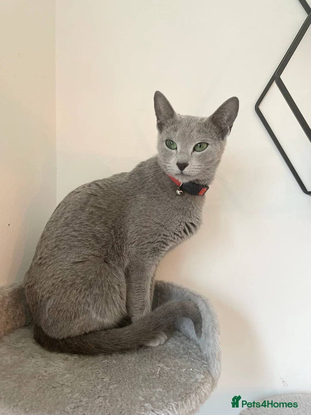 Russian Blue cats for sale: Gorgeous TICA Russian Blue Kittens - Advert 2