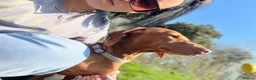 Dachshund dogs for sale: Standard Daschund Hugo  - Advert 1