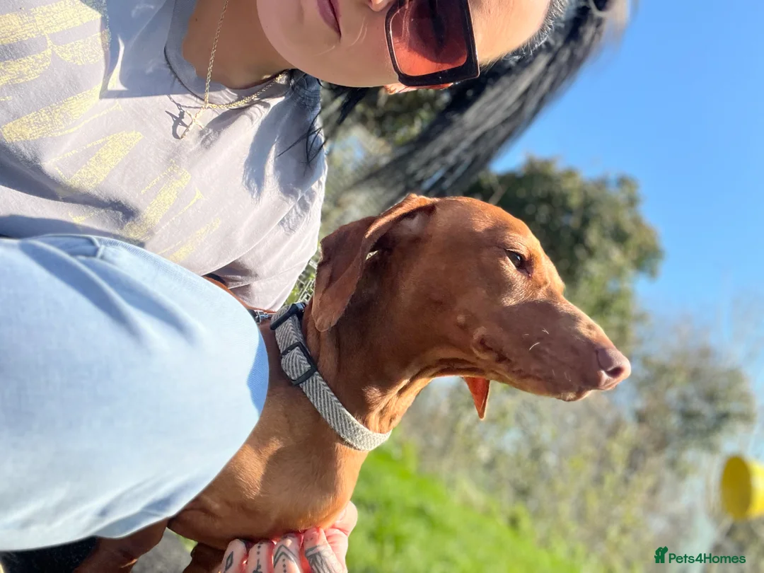 Dachshund dogs for sale: Standard Daschund Hugo  - Advert 1