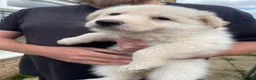 German Shepherd dogs for sale: READY TO GO - German Shepherd Puppies - Advert 22