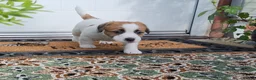 Jack Russell dogs for sale: Crazy Jacks in Bridgwater - Advert 3