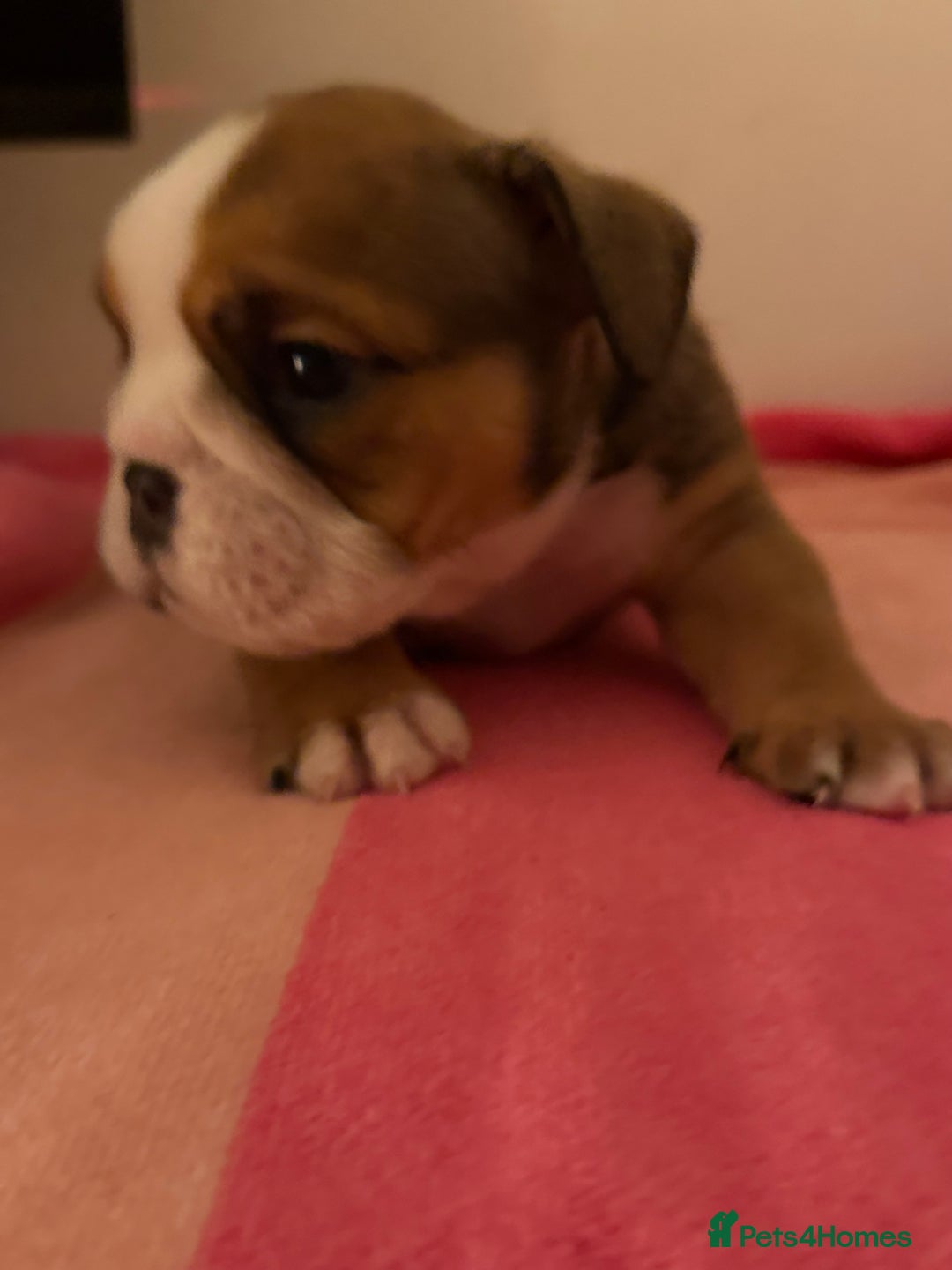English Bulldog dogs for sale: Amazing British bulldogs  - Image 15
