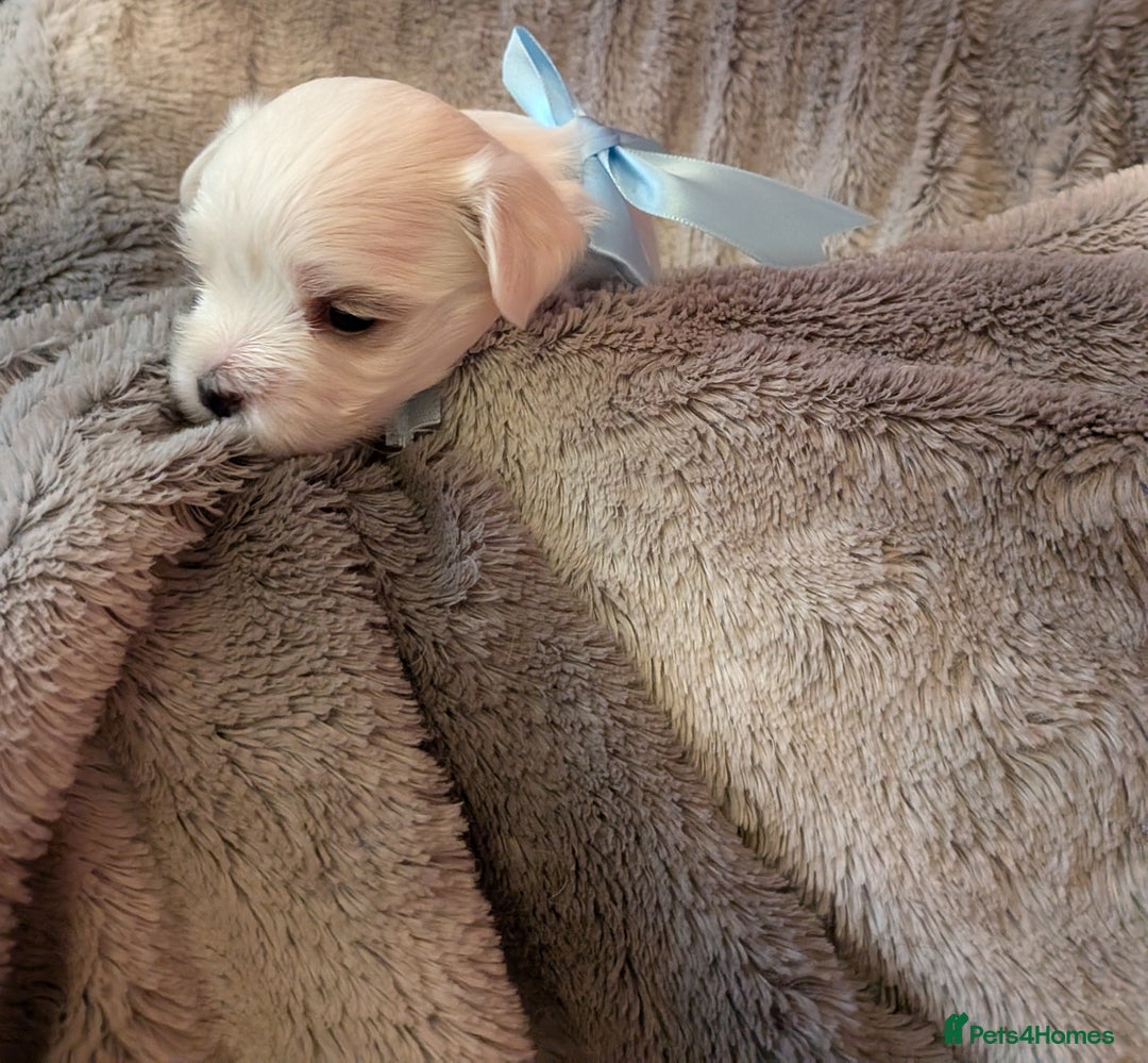 Maltese dogs for sale: Beautiful Small Size Maltese ONLY TWO PUPPIES LEFT - Image 15