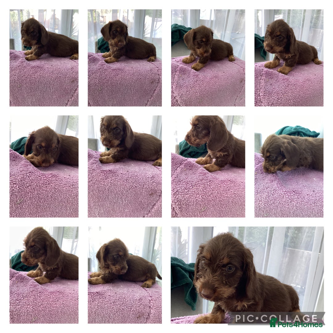 Dachshund dogs for sale: Dachshund puppies - Image 5