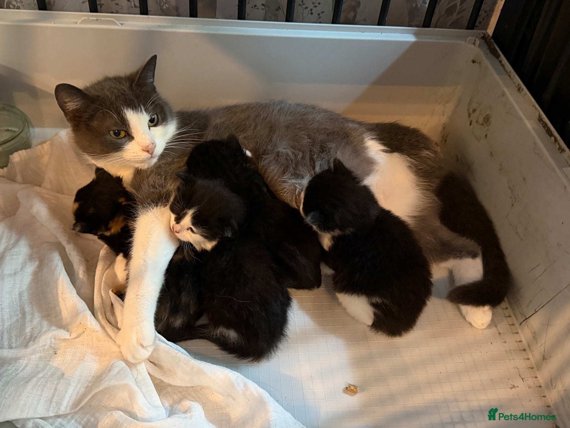 Mixed Breed cats 4 loving kittens looking for homes  - Advert 1