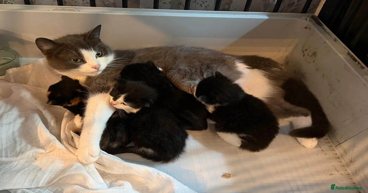 Mixed Breed Kittens for sale in Sudbury, Suffolk | Pets4Homes