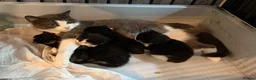 Mixed Breed cats for sale: 4 loving kittens looking for homes  - Advert 1