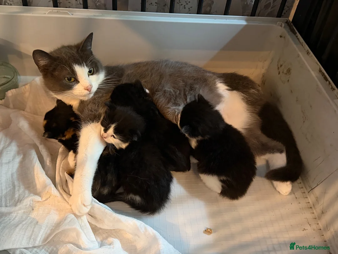 Mixed Breed cats for sale: 4 loving kittens looking for homes  - Advert 1