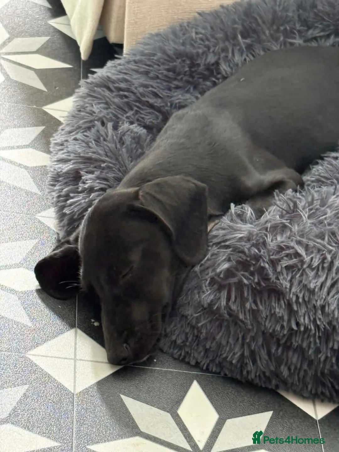 Mixed Breed dogs for adoption: 🐾 Comet - small paws, big adventures 🐾 in Corby - Advert 2