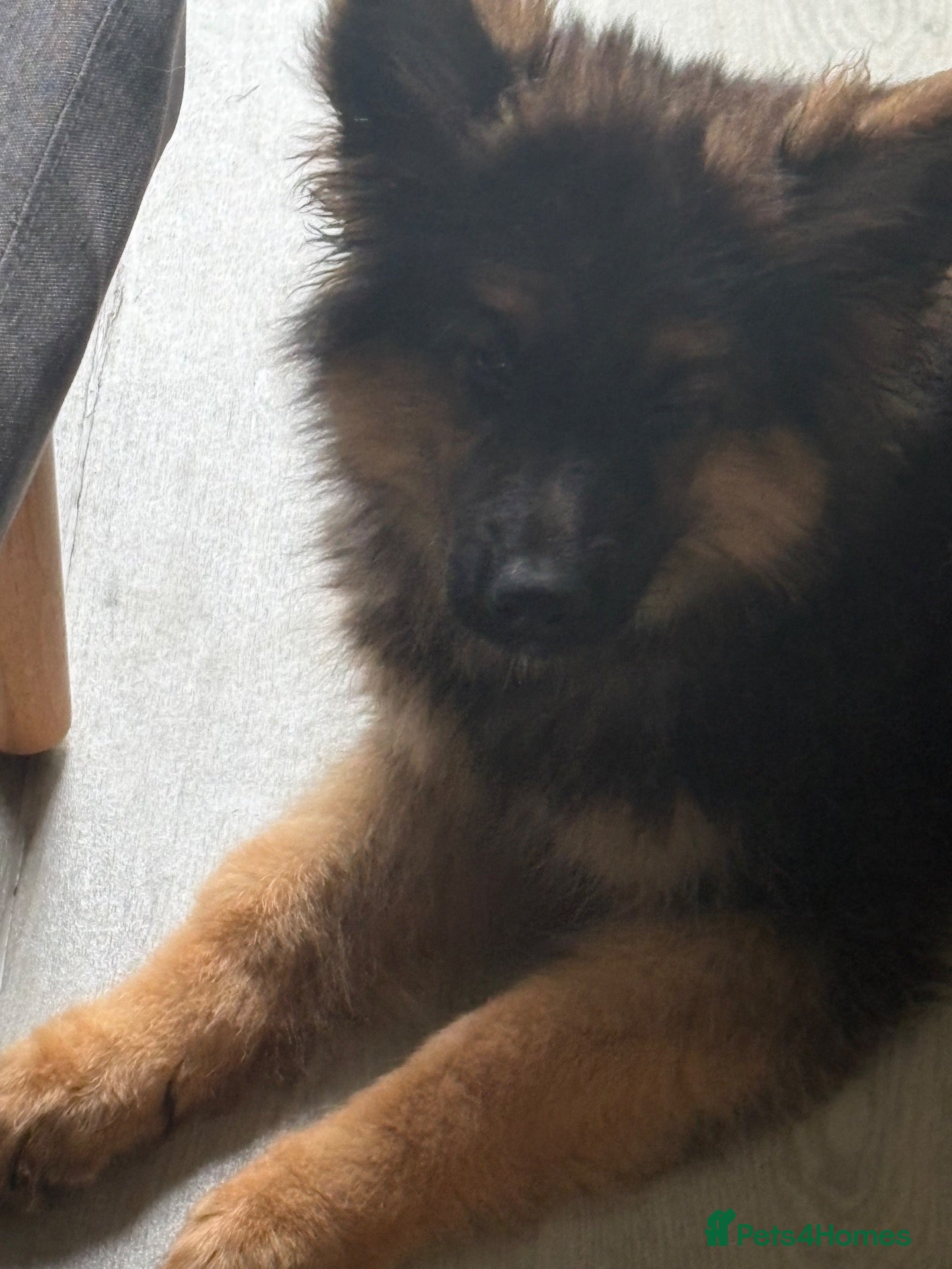 German Shepherd dogs for sale: Cracking 4 month old German kc Shepherd boy - Advert 2