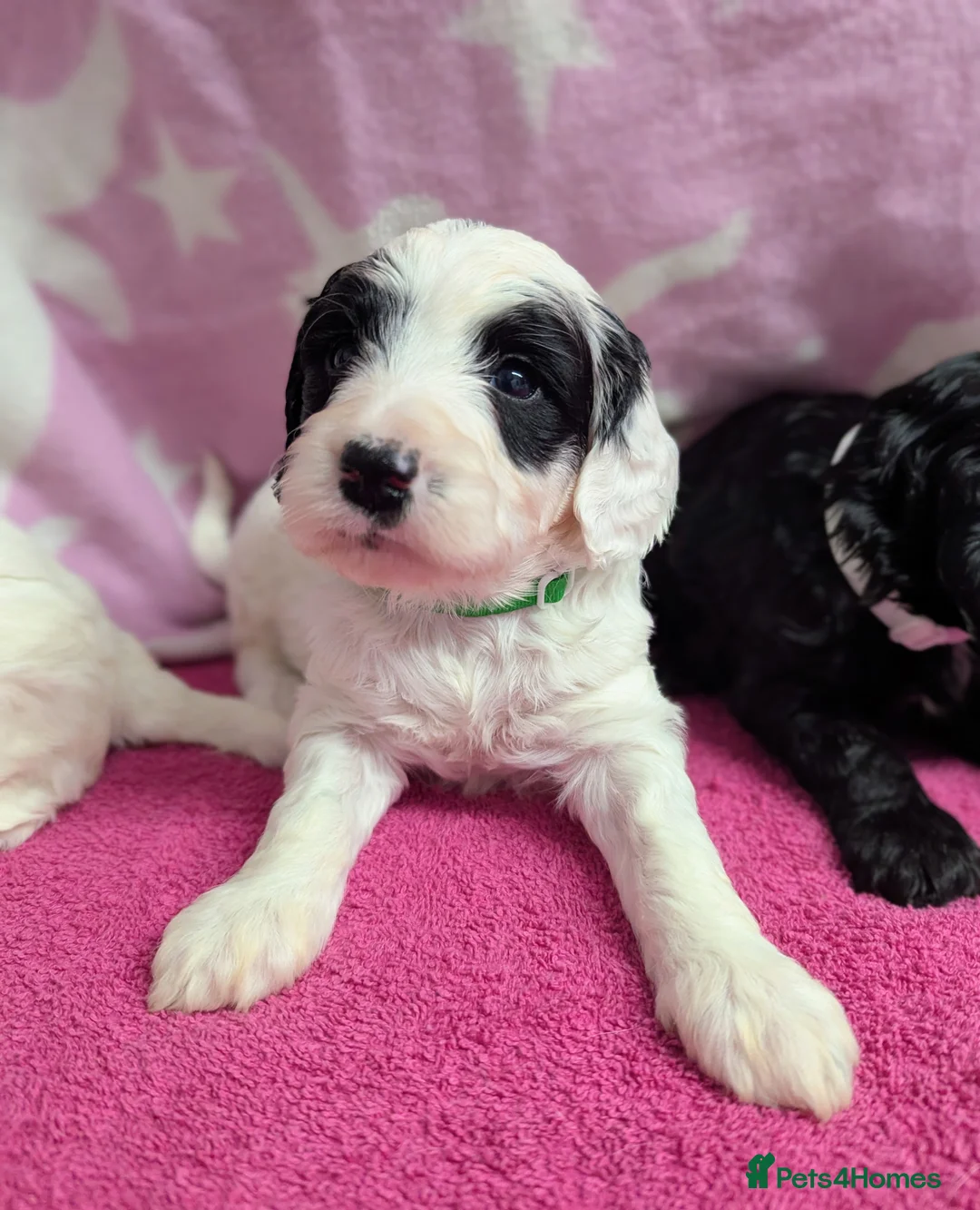 Cockapoo dogs for sale: Merle and Parti fully DNA health tested cockapoos  - Advert 13