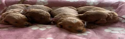 Cockapoo dogs for sale: Gorgeous cockerpoo puppies - Advert 11