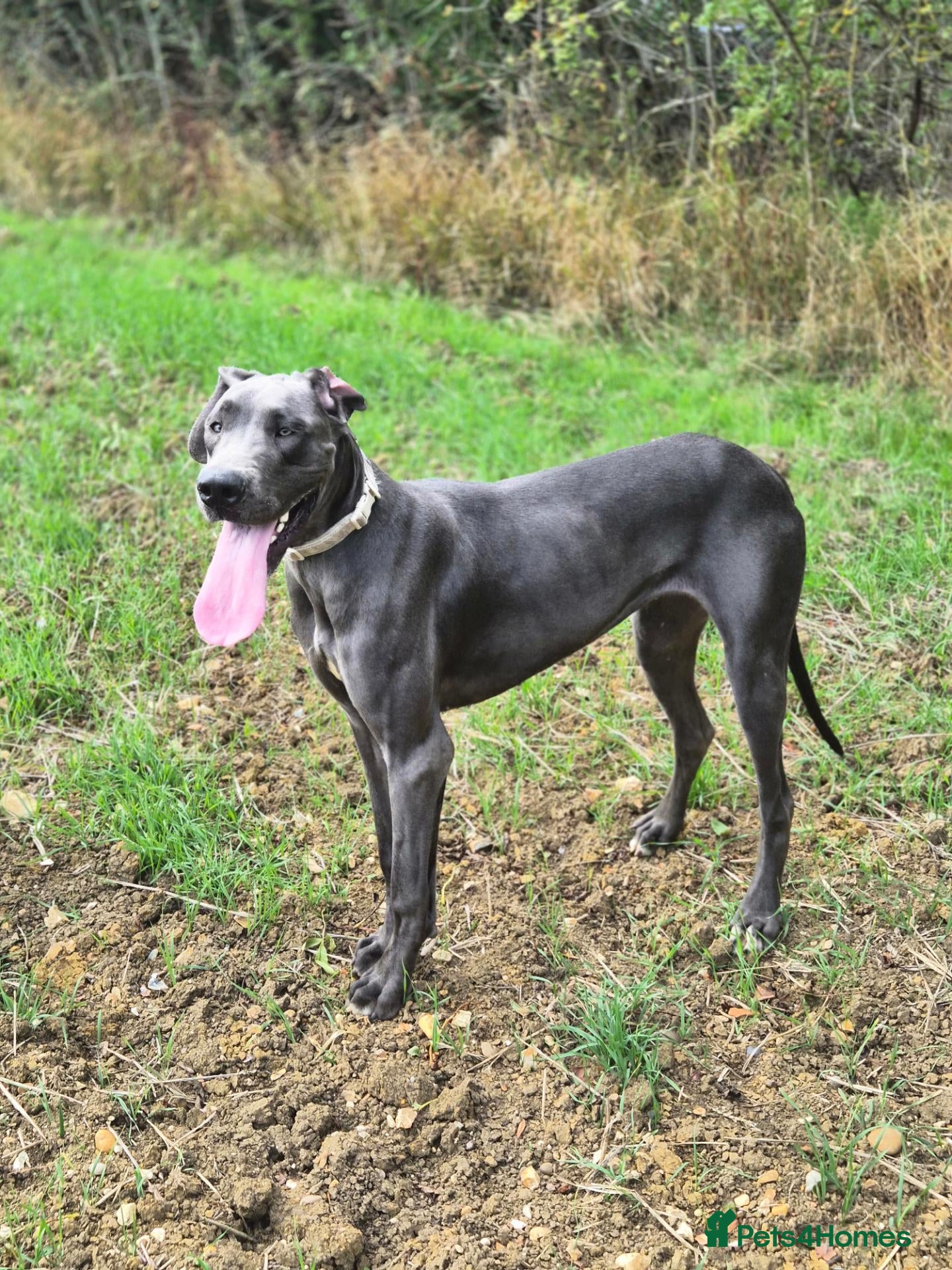 Great Dane dogs Rehoming our beautiful silver girl - Advert 3