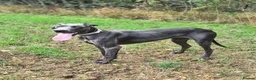 Great Dane dogs for sale: Rehoming our beautiful silver girl - Advert 1
