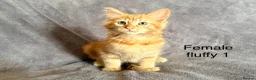 Mixed Breed cats for sale: Ginger kittens - Advert 5