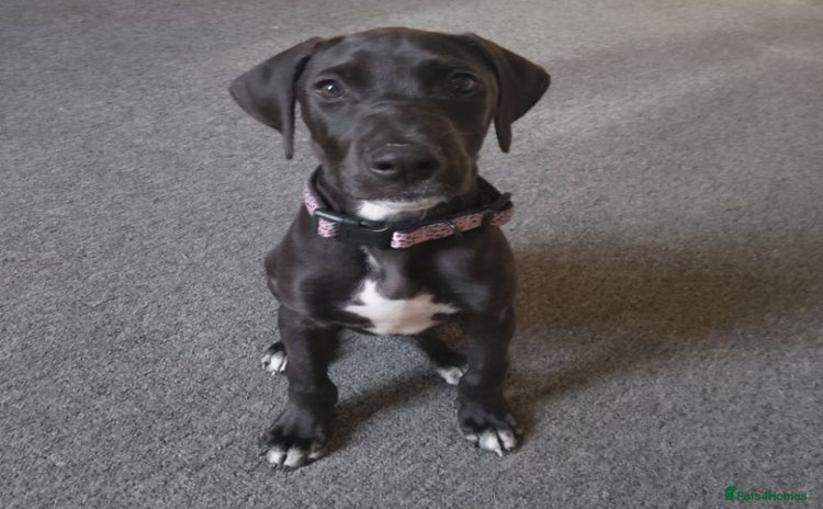 Mixed Breed dogs - Advert 2