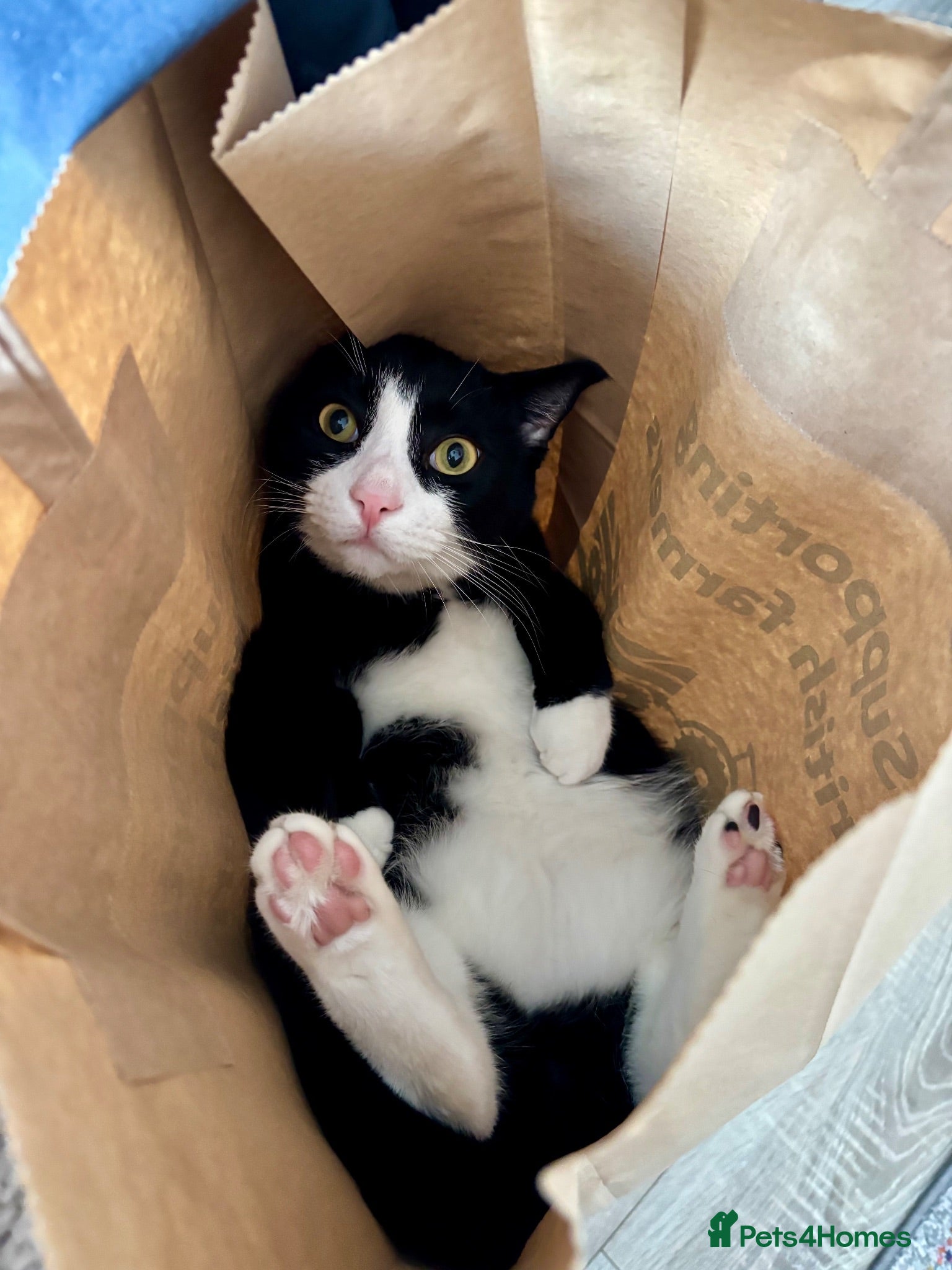 Mixed Breed cats Looking for a loving home - Advert 5