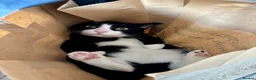 Mixed Breed cats for sale: Looking for a loving home - Advert 1