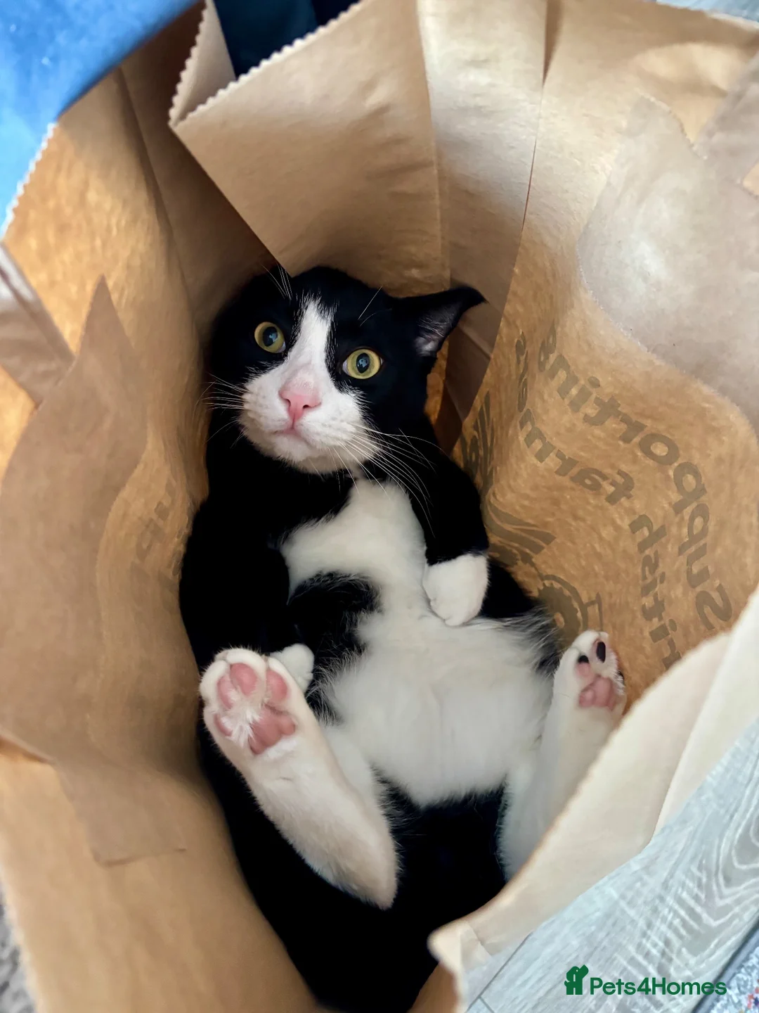 Mixed Breed cats for sale: Looking for a loving home - Advert 1