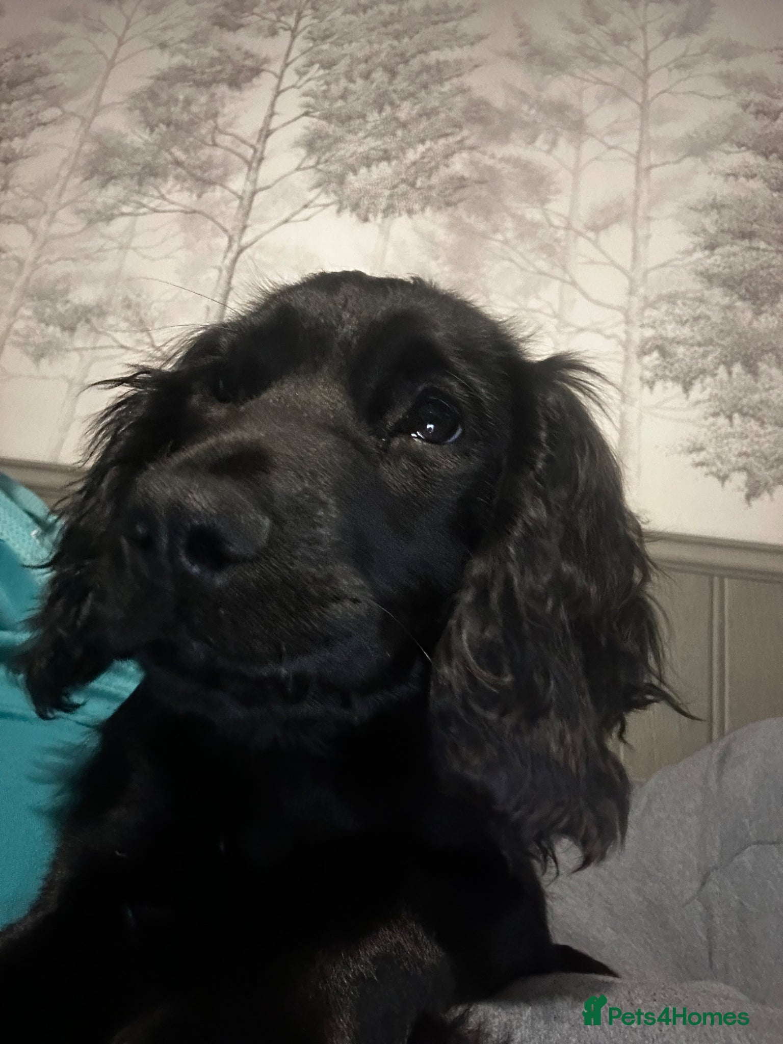 Cocker Spaniel dogs Cocker Spaniel - Advert 2