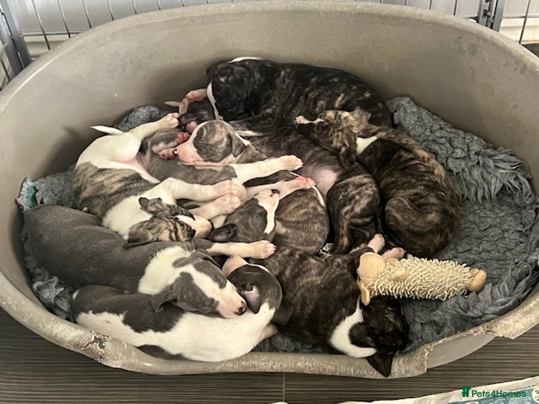 Whippet dogs for sale: Home reared pedigree Whippet Puppies - Advert 6