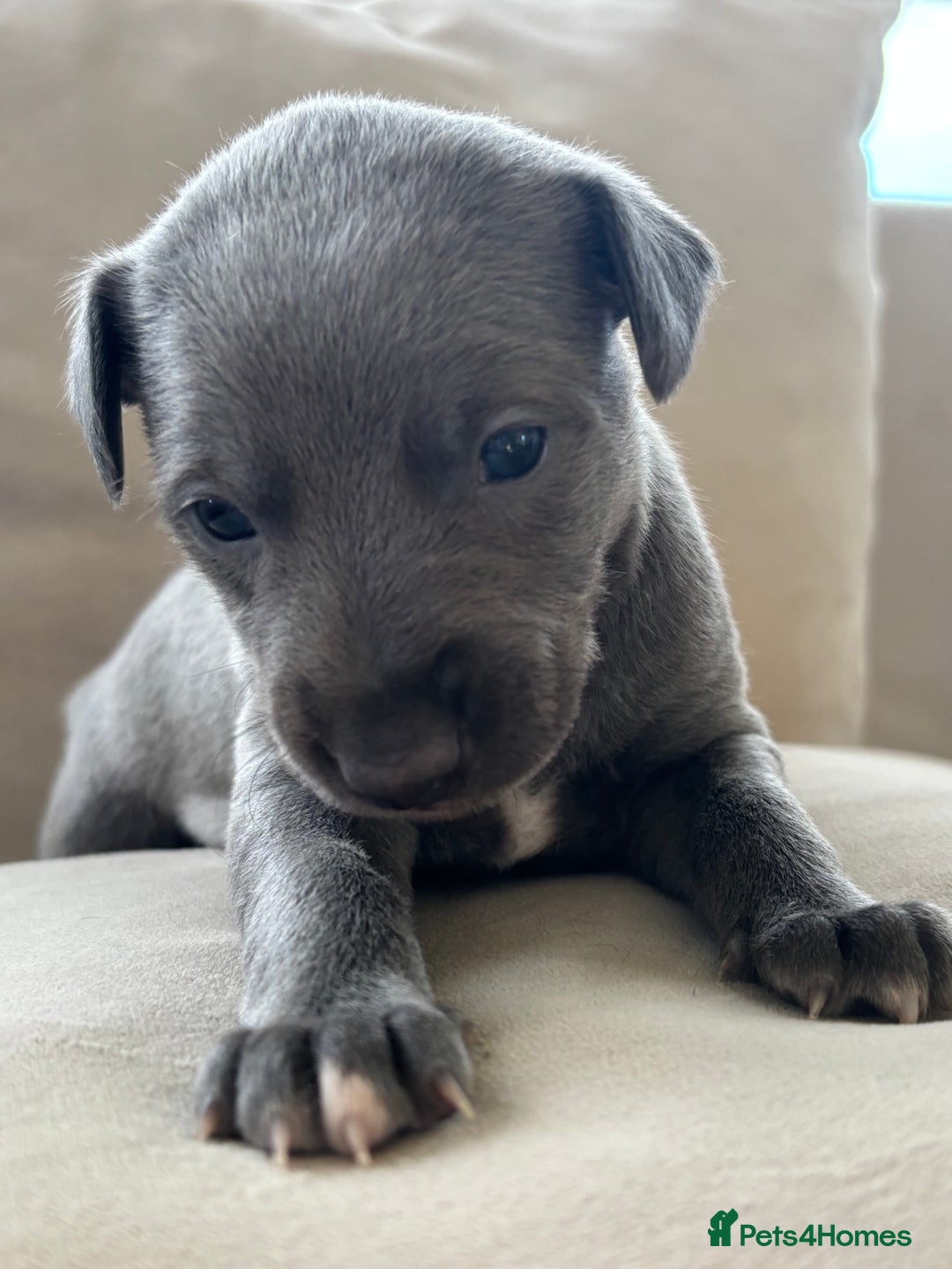 Whippet dogs for sale: Stunning KC registered whippet puppy’s  - Advert 10