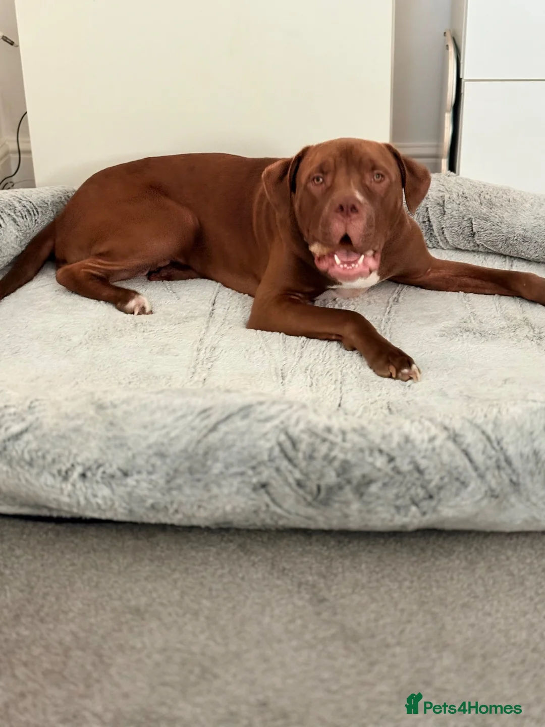 Mixed Breed dogs for sale: Boy dog named Kimbo  in Folkestone - Advert 2