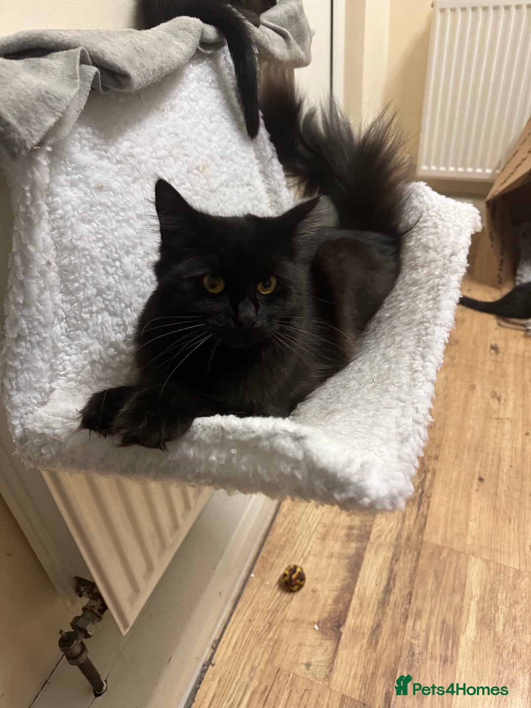Maine Coon cats for sale: Beautiful girl half Maine coon half Bombay black  - Advert 3