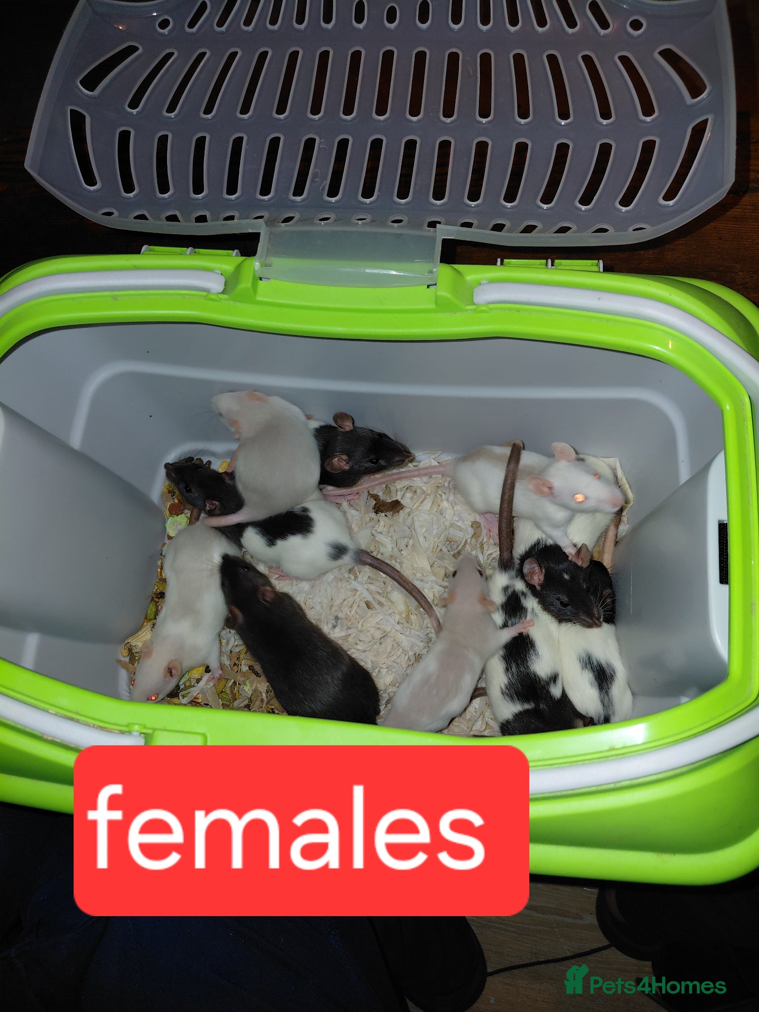 Rat rodents topeard and simise and we have 11 females left  - Advert 2