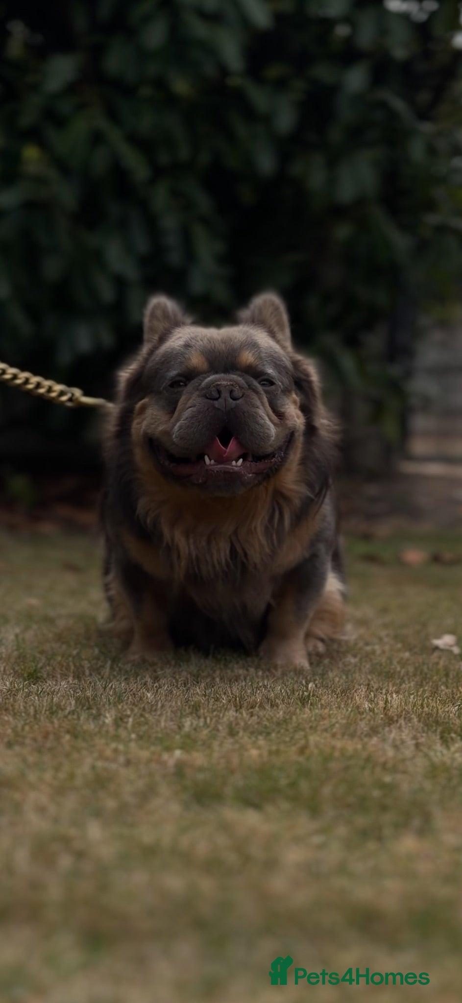 French Bulldog dogs Lilac & Cherry tan Fluffy - Advert 1