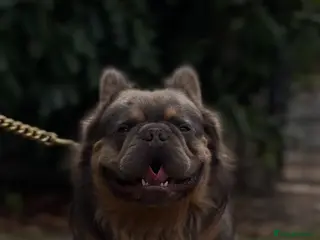 French Bulldog dogs Lilac & Cherry tan Fluffy - Advert 1