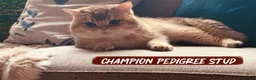 British Shorthair cats for sale: Exceptional British Shorthair Kittens  - Advert 3