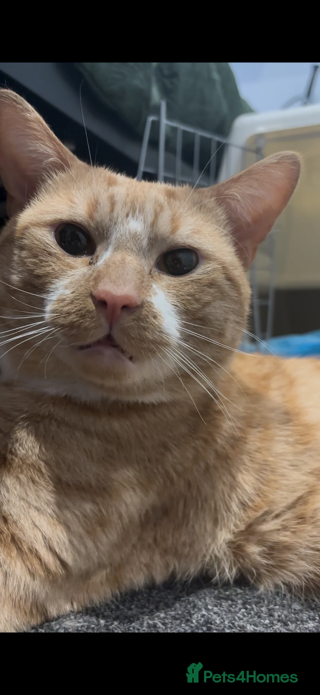 Mixed Breed cats for sale: cat for adoption  - Advert 2