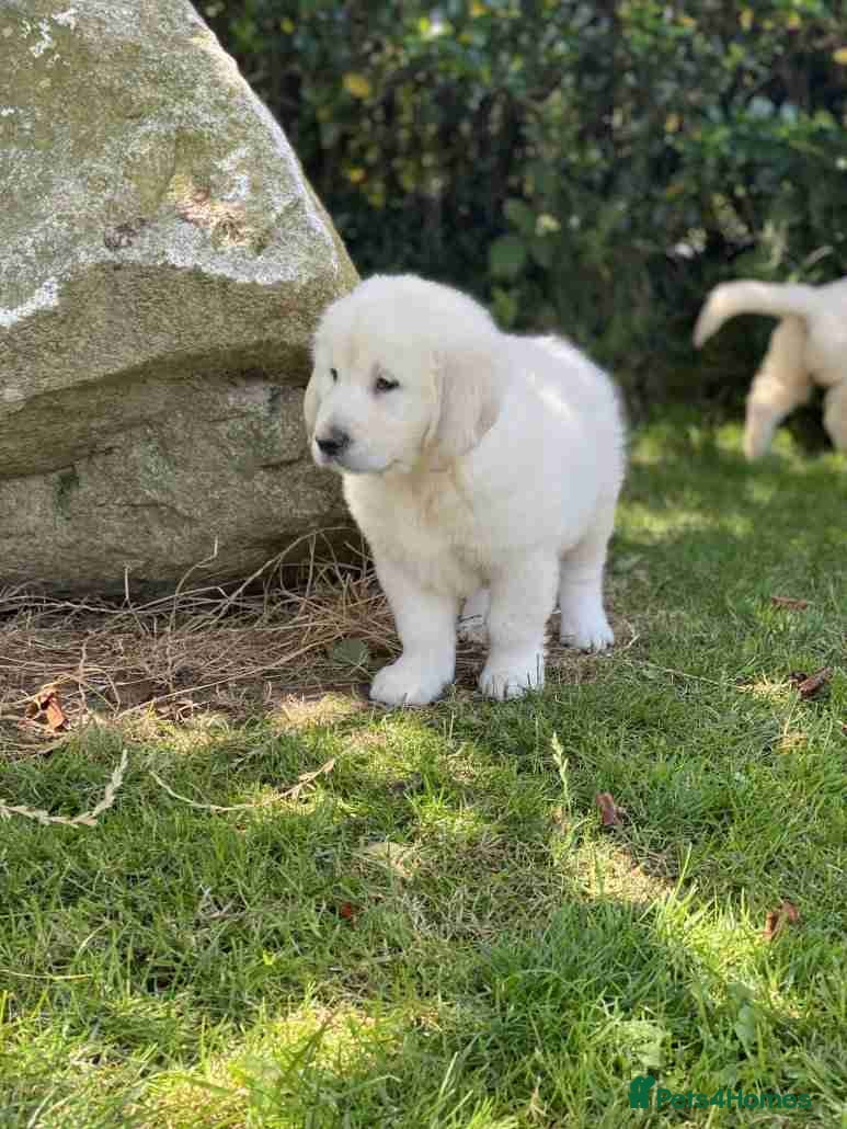 Golden Retriever dogs for sale: Delightfully litter golden retriever puppies in Baldock - Advert 6