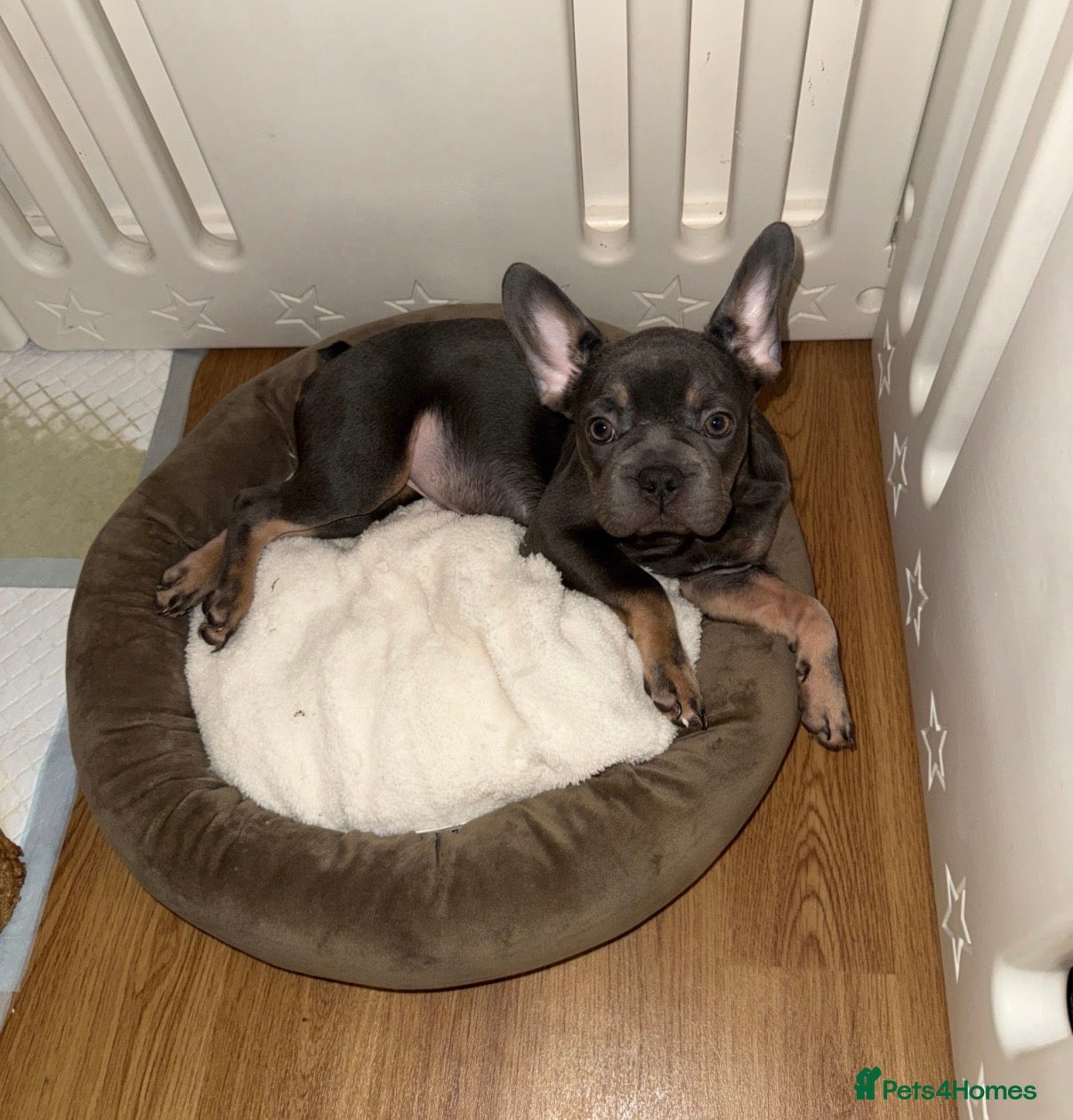 French Bulldog dogs BLUE & TAN:Testable/Isabella/pink carrying. - Advert 11