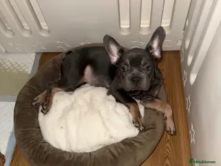 French Bulldog dogs BLUE & TAN:Testable/Isabella/pink carrying. - Advert 11