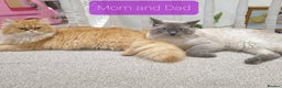 Mixed Breed cats for sale: Ragdoll X Persian kittens  - Advert 12