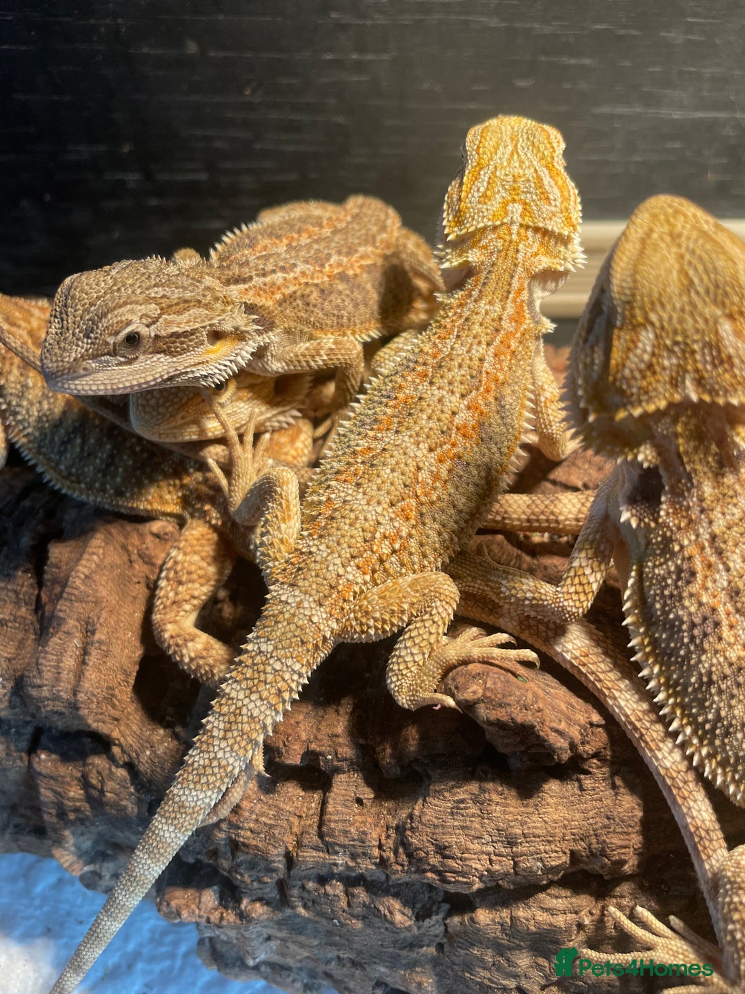 Bearded Dragon reptiles for sale: I have around 25 beardies left ready for rehoming  - Image 5