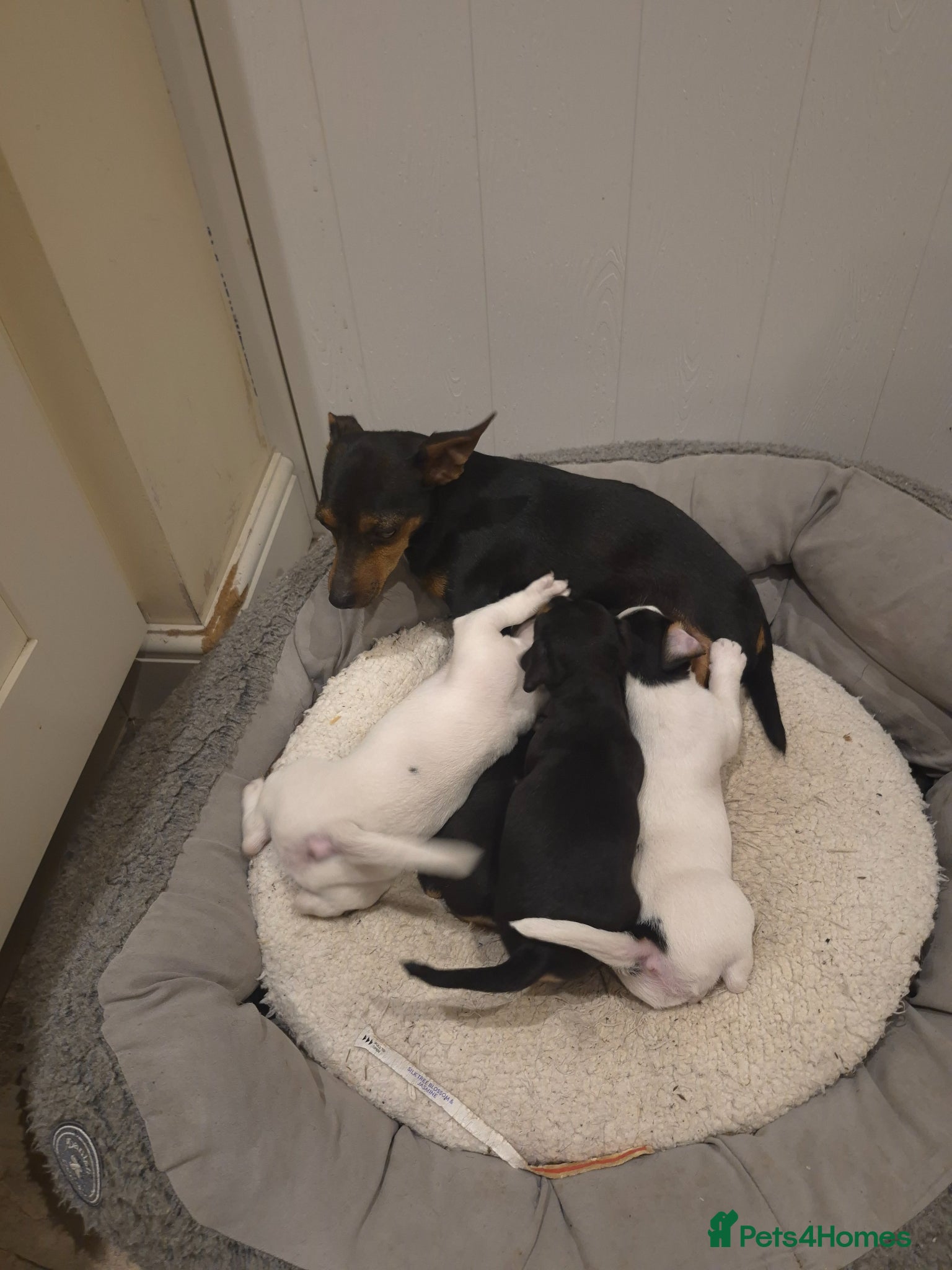 Jack Russell dogs Jack Russell puppies  - Advert 16