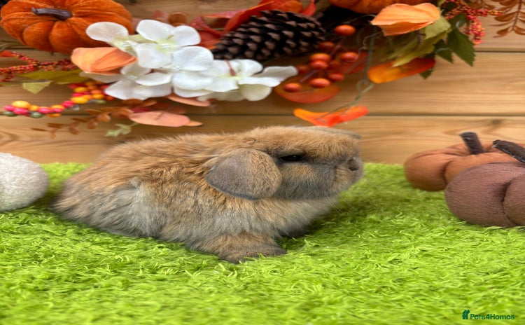 Mini Lop rabbits - Advert 4