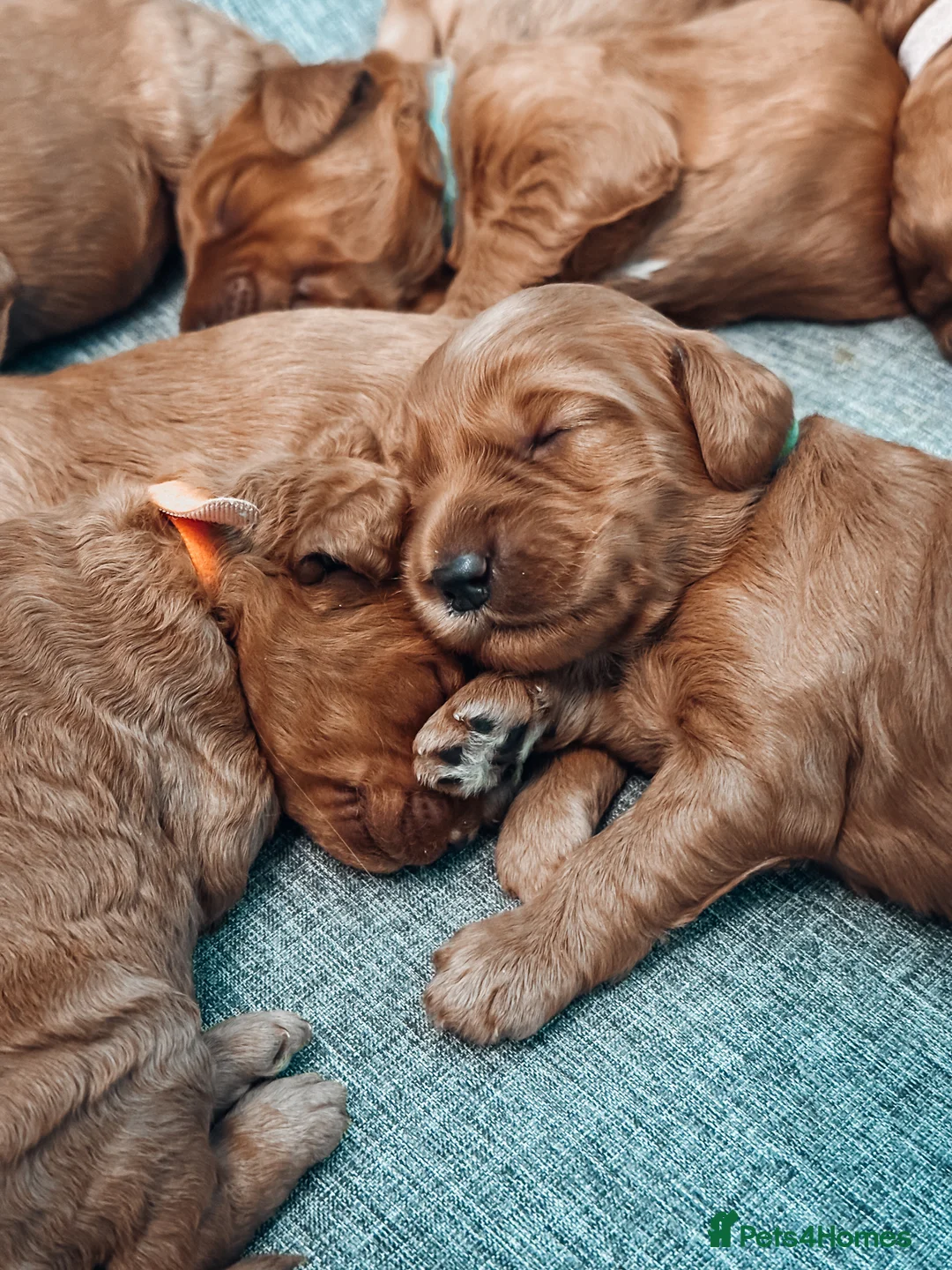 Labradoodle dogs for sale: LAST FEW PUPS - F2B Labradoodle Puppies - Advert 6