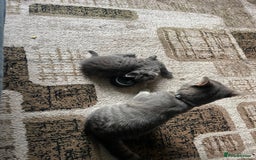 Mixed Breed cats for sale: 1 LH Blue boy 1 SH black & white boy 1 Tabby girl - Image 5