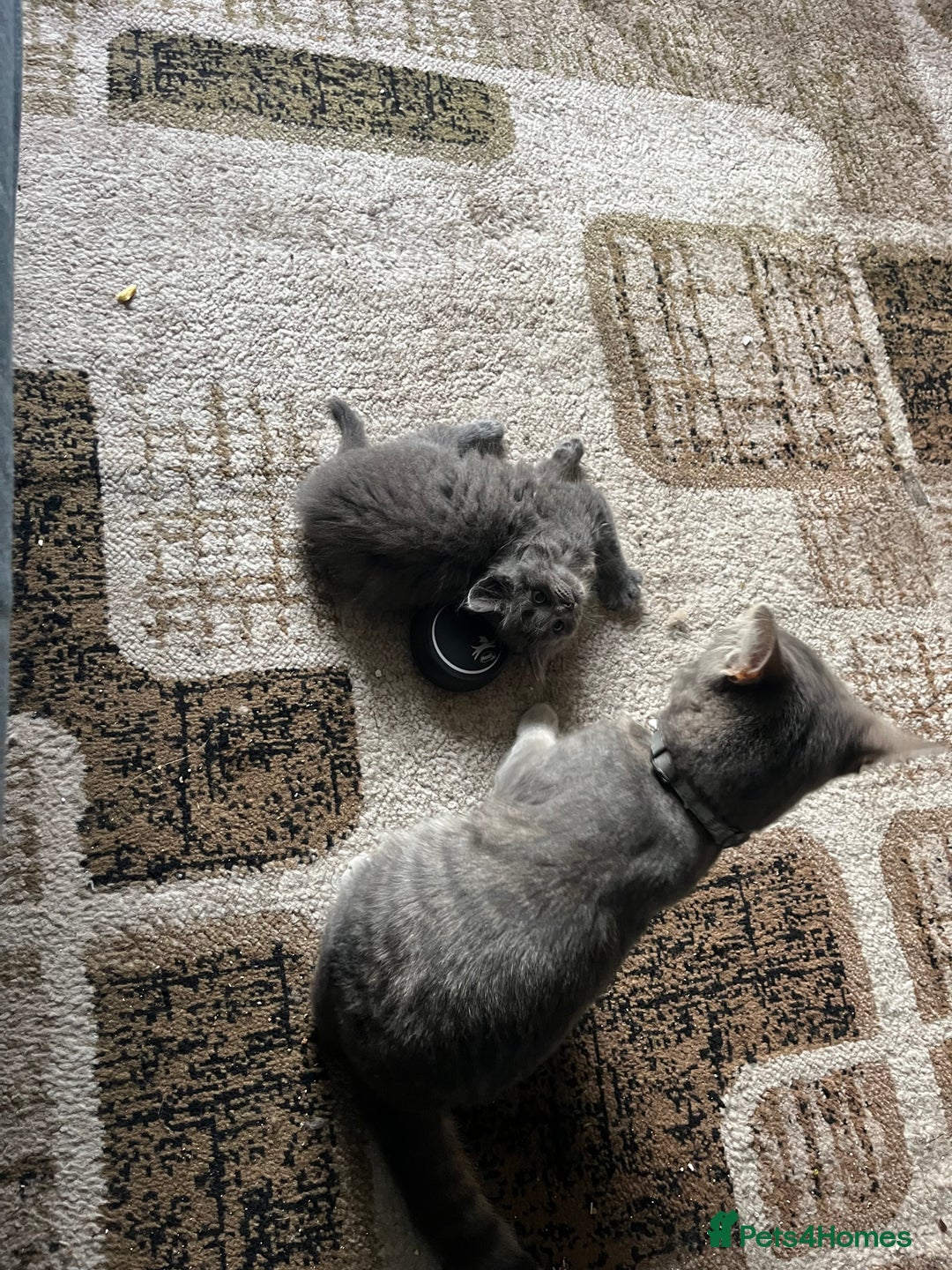 Mixed Breed cats for sale: 1 LH Blue boy 1 SH black & white boy 1 Tabby girl - Image 5