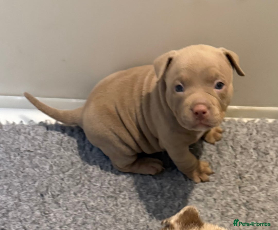 American Bully dogs for sale: Pocket bully puppies  - Image 13