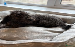 Mixed Breed dogs for sale: Cocker x bedlington puppy’s  - Image 4