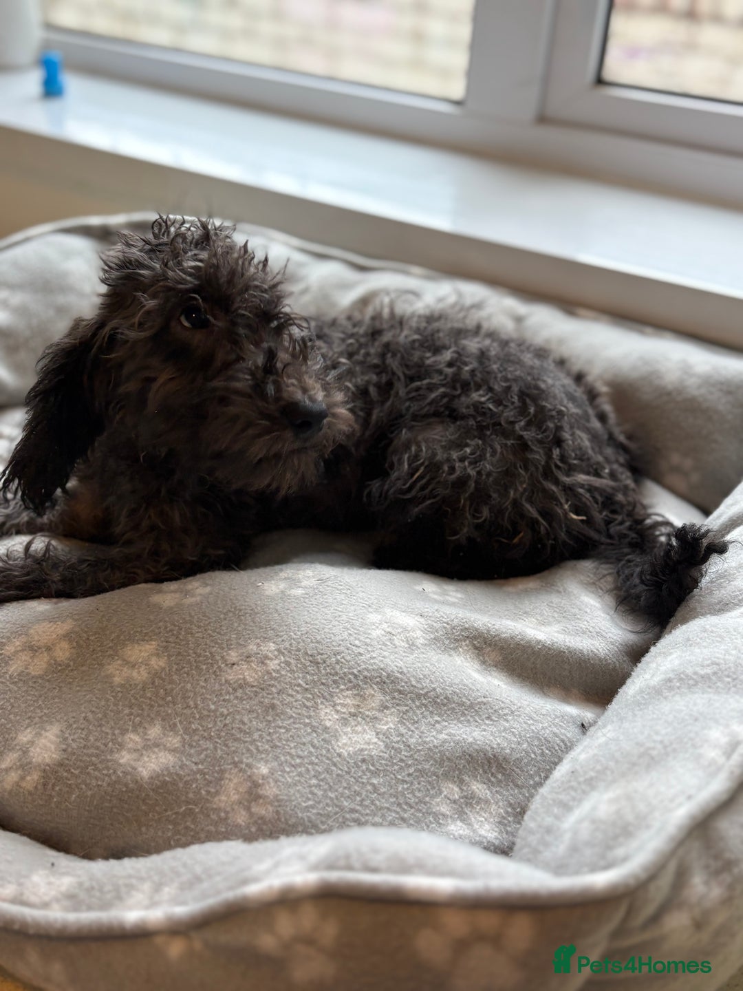 Mixed Breed dogs for sale: Cocker x bedlington puppy’s  - Image 4