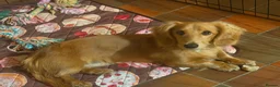 Miniature Dachshund dogs for sale: Countrygold White Russian  - Advert 1