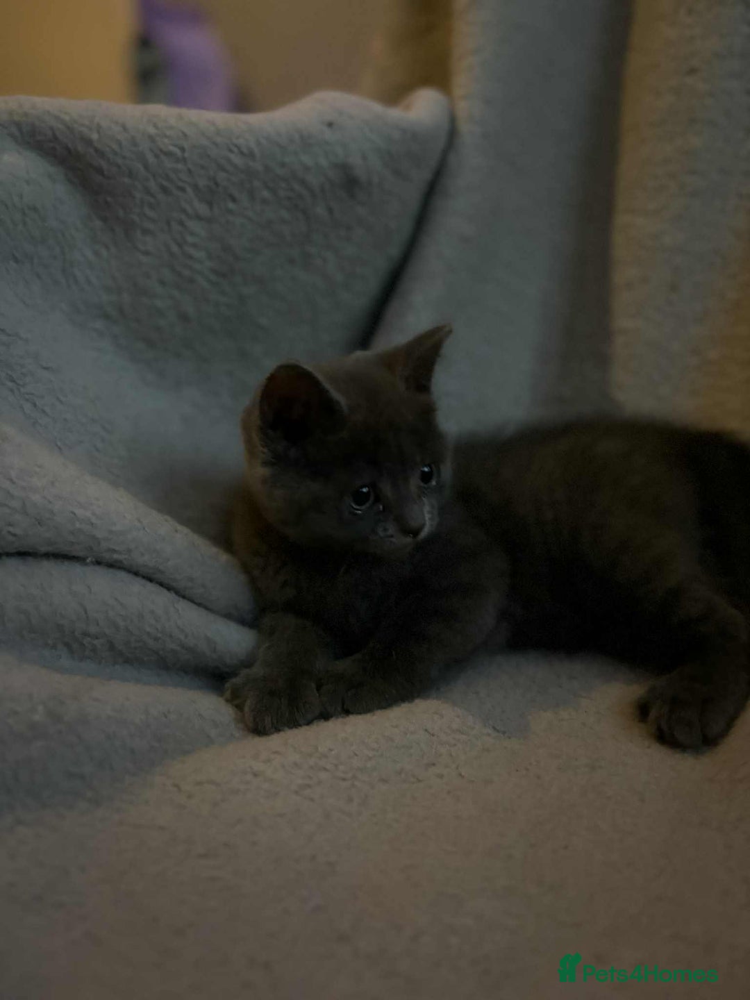 Mixed Breed cats for sale: Kittens looking for homes  - Advert 4