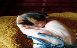 Mixed Breed cats for sale: 3 gorgeous tortoiseshell kittens  - Image 4